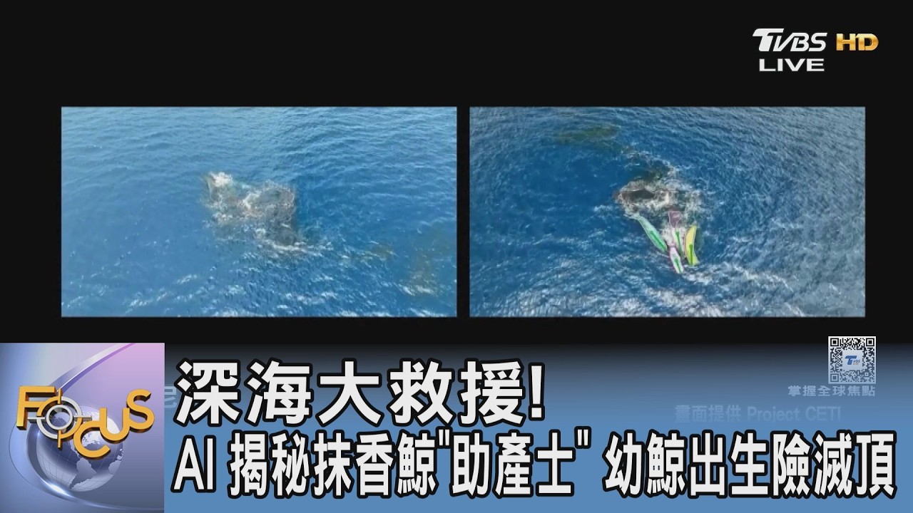 科技破譯深海密碼!AI 鏡頭直擊抹香鯨「集體接生」震撼現場