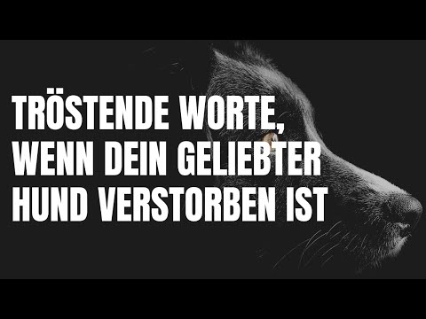 Tröstende Worte, wenn Dein Hund verstorben ist. 29 Trauersprüche, die Balsam für die Seele sind