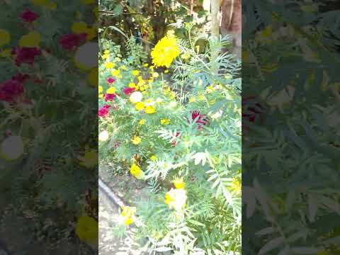 bv #shortvideo #funny #hare #hindutemple #song #umashree #hindudeity #comedy