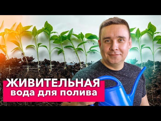 НИКОГДА НЕ ВЫЛИВАЮ ЭТУ ВОДУ! Популярная подкормка из Азии, которая оживит любое растение!