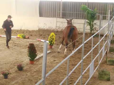 n°20 Heros de l'Isle