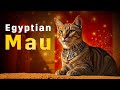 Egyptian Mau: The Divine Feline of Ancient Egypt