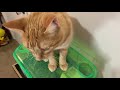 Cat Sitting On A Hamster Cage 2 Orange Cats