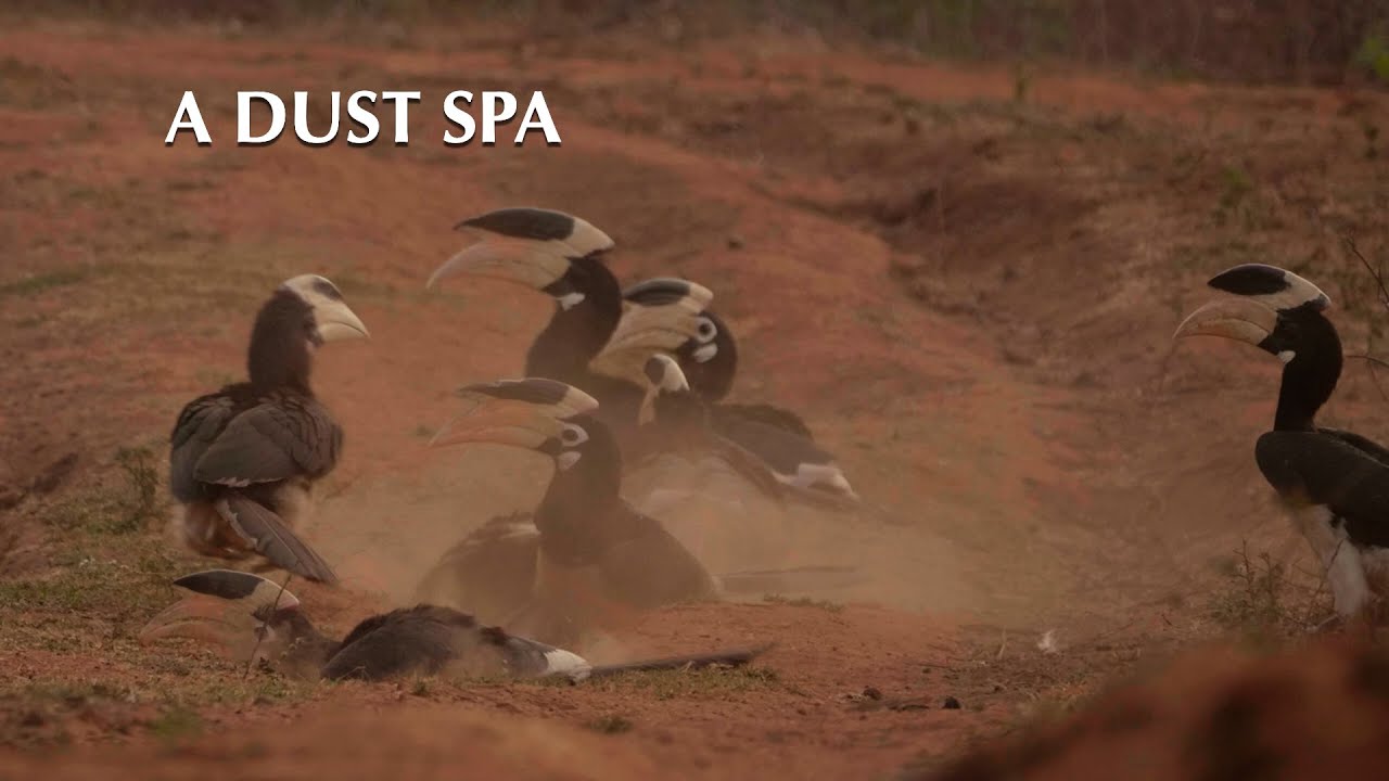 A Dust Spa: Malabar Pied Hornbills of Dandeli