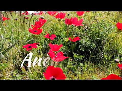 I LOVE ANEMONE /KALANIT -The National flower of Israel / Depseyimbin
