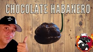 The HOTTEST Chocolate Habanero I've Ever Tried  - The Habanero  Wad Once The World's Hottest Pepper
