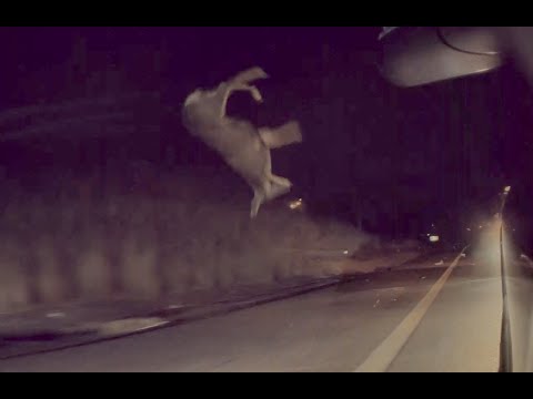 Tesla Model 3 Autopilot Hits Deer