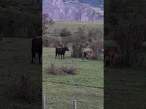 Amaneciendo en coyhaique #soydecarahue #coyhaiquechile #patagoniachilena #aysén #carreteraaustral