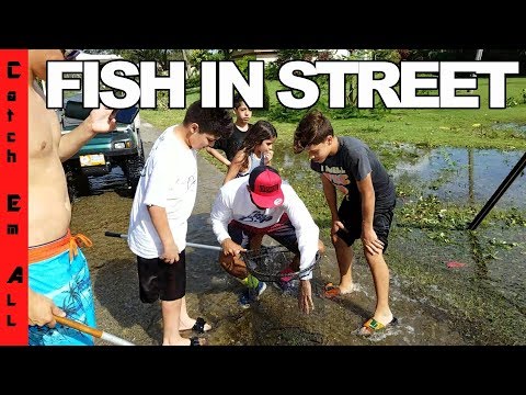 FISH IN THE STREET During FLOODING HURRICANE! Saving 100s of EXOTIC Fish!