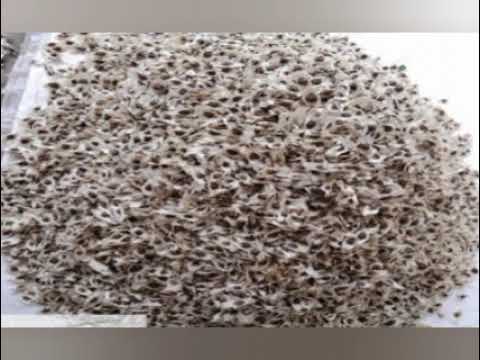 Organic Moringa Oil Seeds