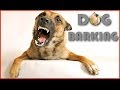 Dog Barking Sound Effect in Best Quality