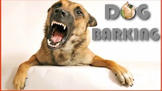 Dog Barking Sound Effect in Best Quality