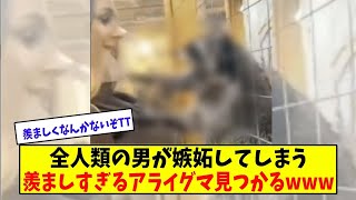 女性に興味津々のアライグマ見つかる【美女に関する全ての反応集】
