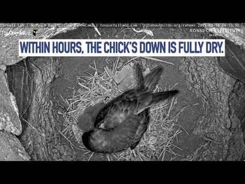 Cahow Cam 2 Chick Hatch Highlights – March 9, 2019