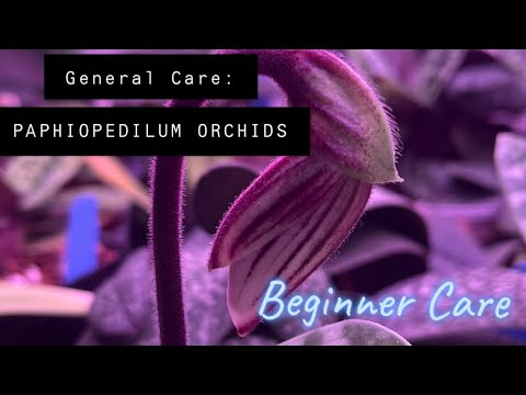 A Chat about General Paphiopedilum / Lady Slipper Orchid Care