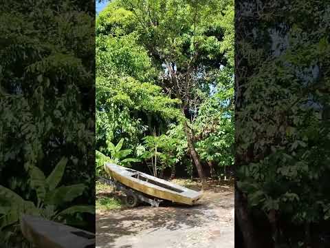 Ilha de Itaparica 🏝️🌳. #Bahia #IlhadeItaparica #Itaparica