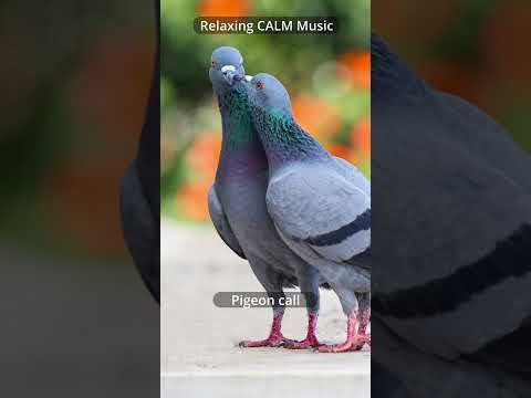 Relaxing CALM Music 🎶 | Pigeon call sound
