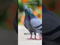 Relaxing CALM Music Pigeon Call Sound