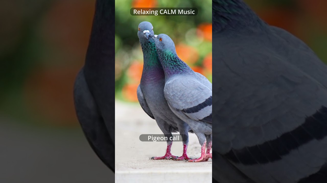 Relaxing CALM Music 🎶 | Pigeon call sound