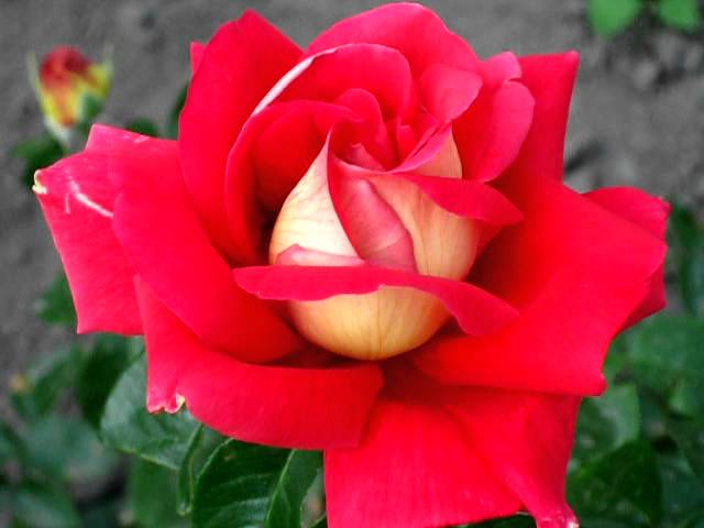 Роза Кроненбург