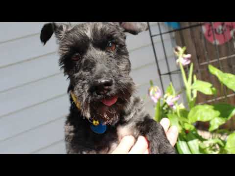 Spike, an adopted Miniature Schnauzer in Baltimore, MD_image-1