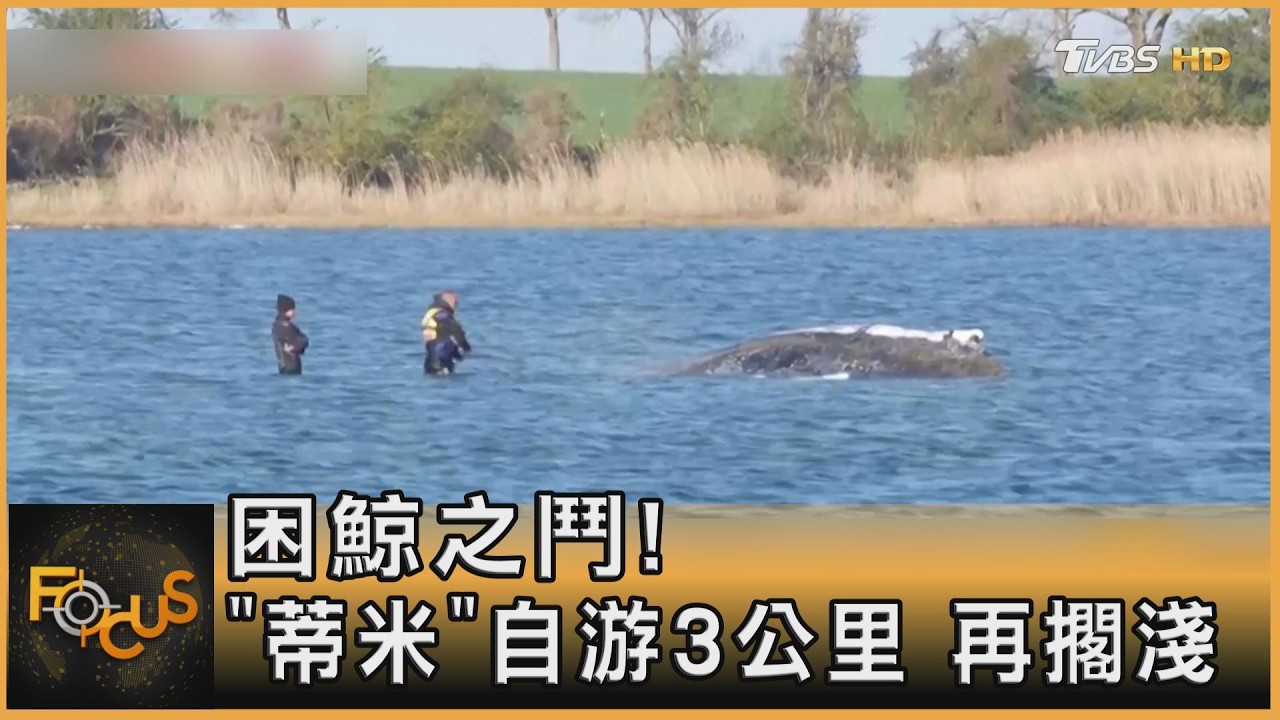 牠不想死! 困鯨之鬥「蒂米」自游3公里　再擱淺