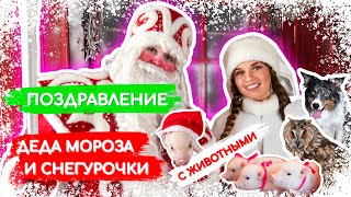 Поздравление Деда Мороза с очаровательными питомцами