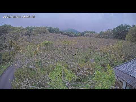筑波山梅林のライブカメラ映像