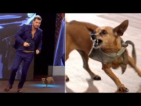Tinelli tuvo que escapar de los colmillos de “Pini”