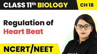 Regulation of Heart Beat - Body Fluids and Circulation | Class 11 Biology/NEET-AIIMS