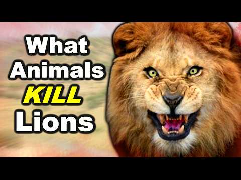 7 Animals That Can DEFEAT a LION in a Fight