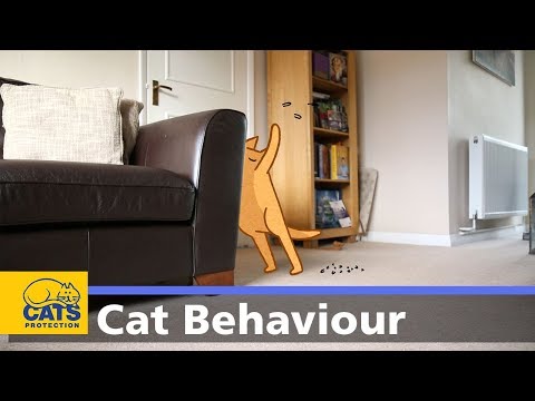🐱 Cats and scratching | Cats Protection behaviour guides