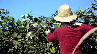 preview picture of video 'Use a stick to pick wild blackberries - It's all in the wrist'