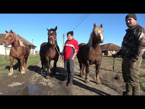 Caii lui Marius de la Craidorolt, Satu Mare - 2023 Nou!!!