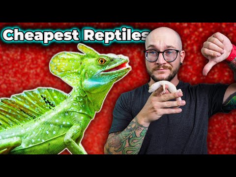 Top 5 CHEAP Reptiles Under $100 and Why YOU Shouldn't Buy Them