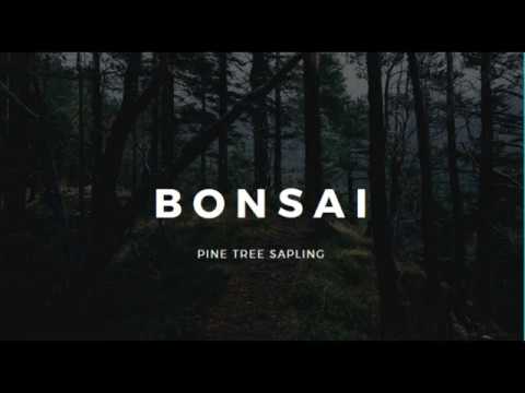 Bonsai for Beginners | Pine Tree Sapling