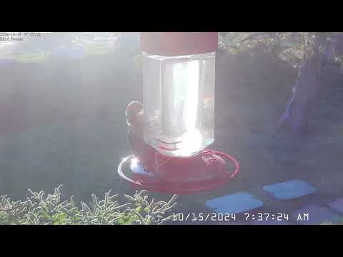 Ladder-backed Woodpecker at the Humming Bird Feeder