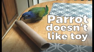 Parrot Fights Cardboard Toy