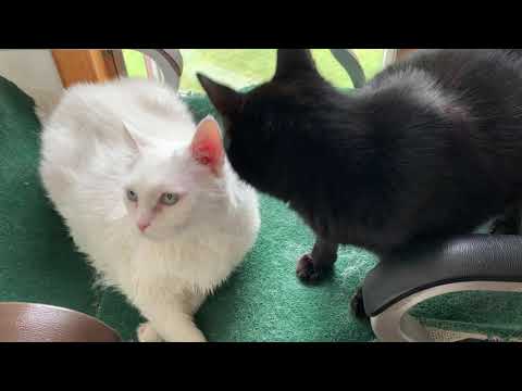 Celestina and Serafino