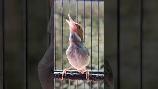 Download lagu Prenjak Betina Gacor mp3