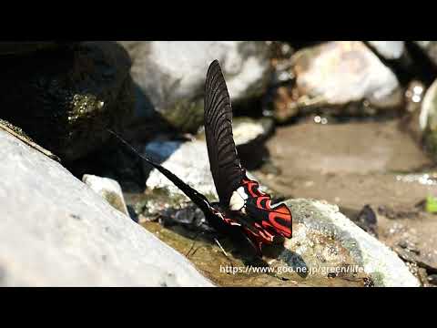 フトオアゲハの吸水