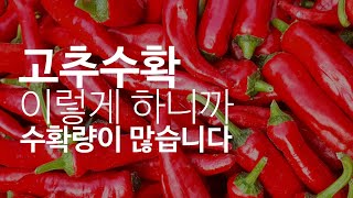 #고추재배방법 #고추이런방법으로 하니까 수확 량이 달라집니다