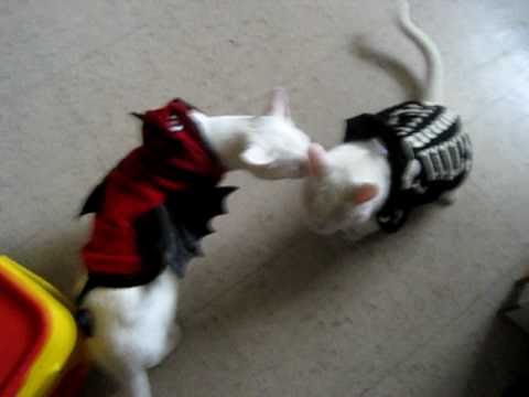 Jupiter and Kona in their Halloween Costumes!