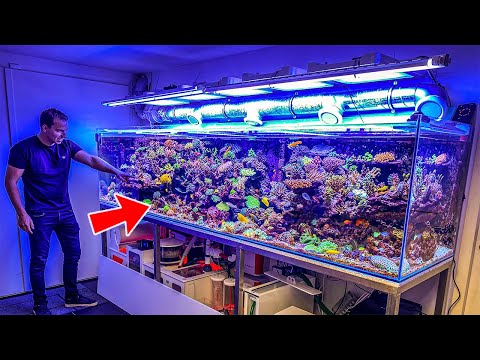 Most Beautiful Private Reef Tanks! **400 GALLON**