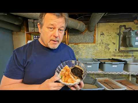 Horizontal migration of 141-day red wiggler bin after 1 week - worm farm vermicomposting