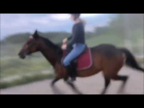 Galopp, siste gang før sommerbeite