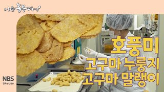 [나는농부다 276회] 호풍미로 만드는 고구마 누룽지와 고구마 말랭이