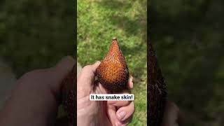 Download lagu The weirdest fruit I ever saw - in Indonesia mp3 Download lagu The weirdest fruit I ever saw - in Indonesia mp3