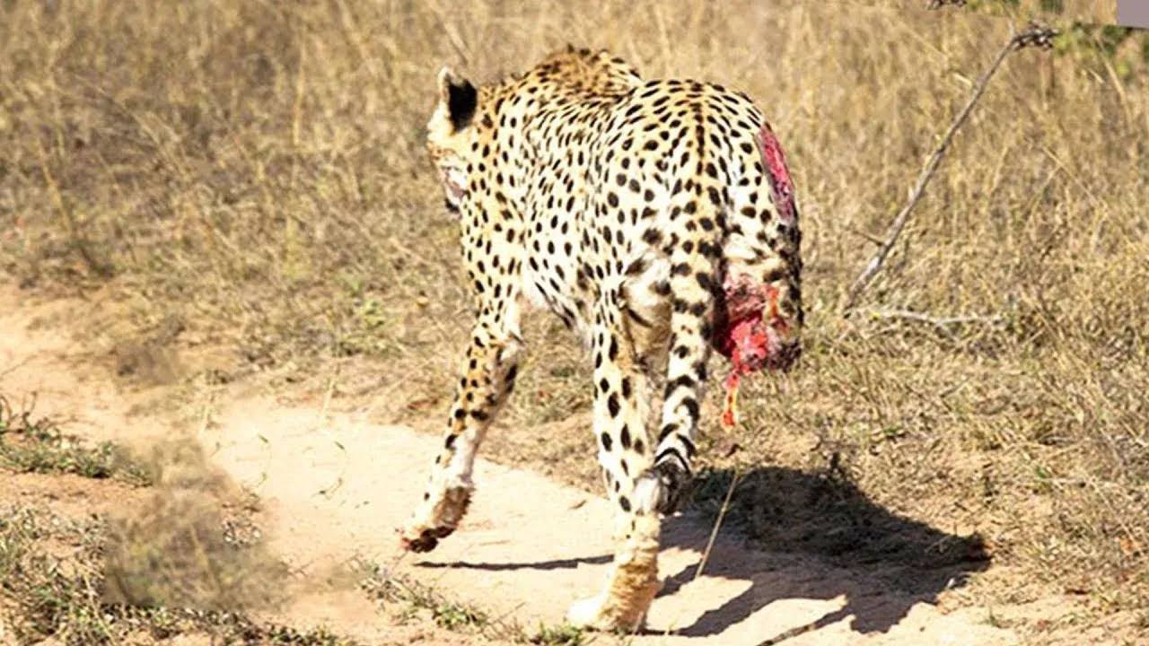 10 Piores momentos que aconteceram com o pobre leopardo