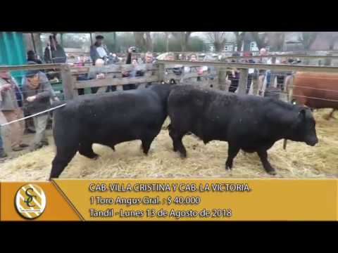 13-08-18 Venta de Toros Angus - Cab. Villa Cristina y Cab. La Victoria - Tandil.